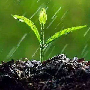 accurate rain gauge outdoor