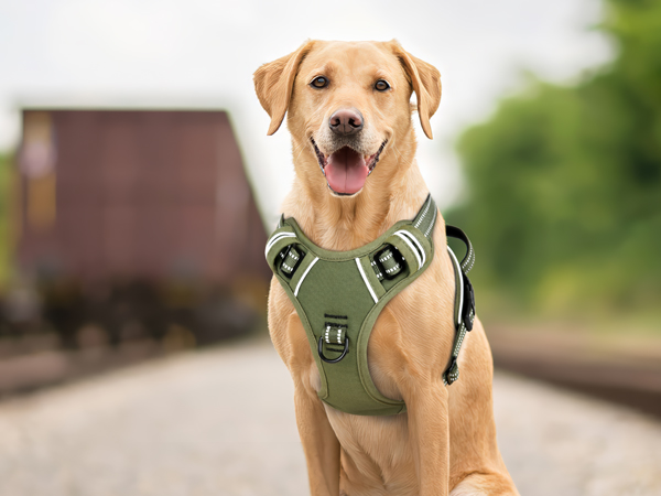 dog harness large size dog