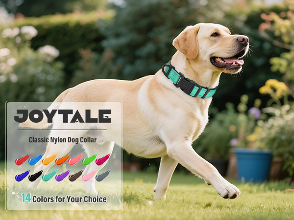 large dog collars