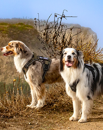 dog harness