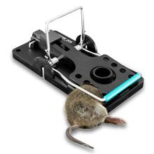 impact jumbo rugged pesky mousse chip munk moude humain hog indooroutdoor keeper pellet reset tough