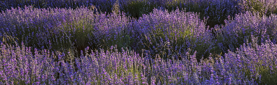 dried lavender for wedding confetti