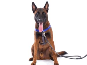 APDEXY Freedom No Pull Dog Harness