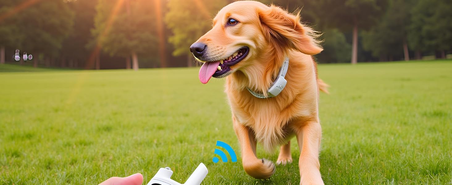 Dog Training Collar