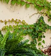 artificial ferns for outdoors