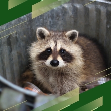 Racoon In Trash Can