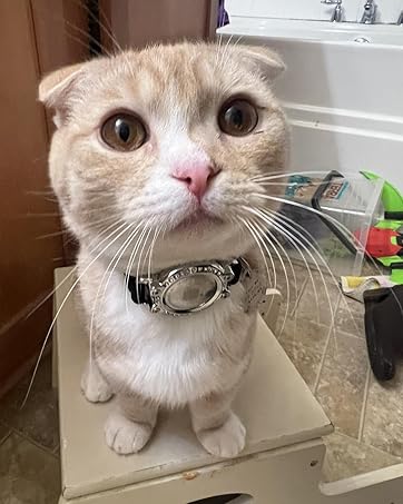 Airtag cat collar