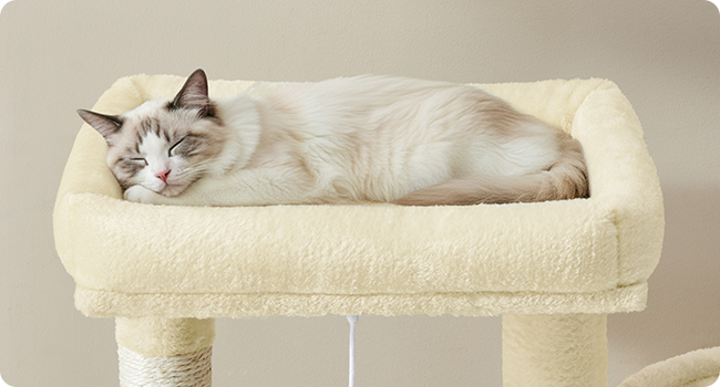 Series of images showing a light-colored cat lounging in a plush beige pet bed, displaying the bed's comfort and size from different angles.