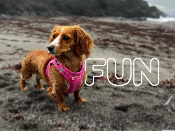 top paw dog harness