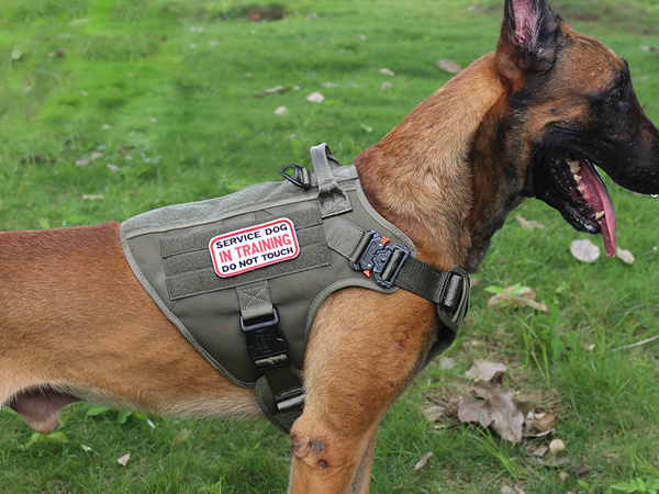 large dog harness
