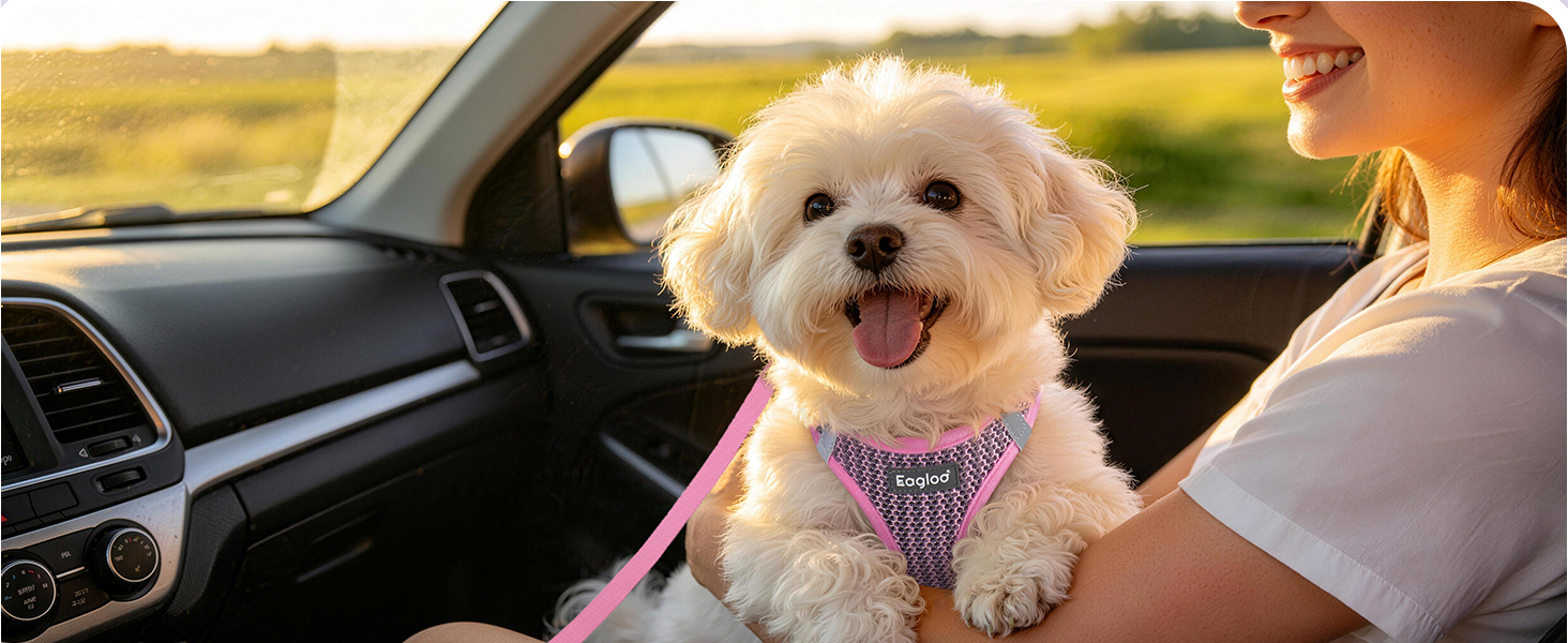 dog harness small dog