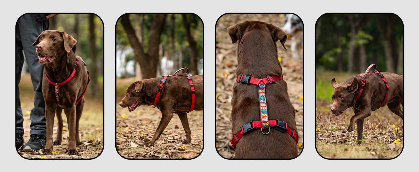 no pull dog harness