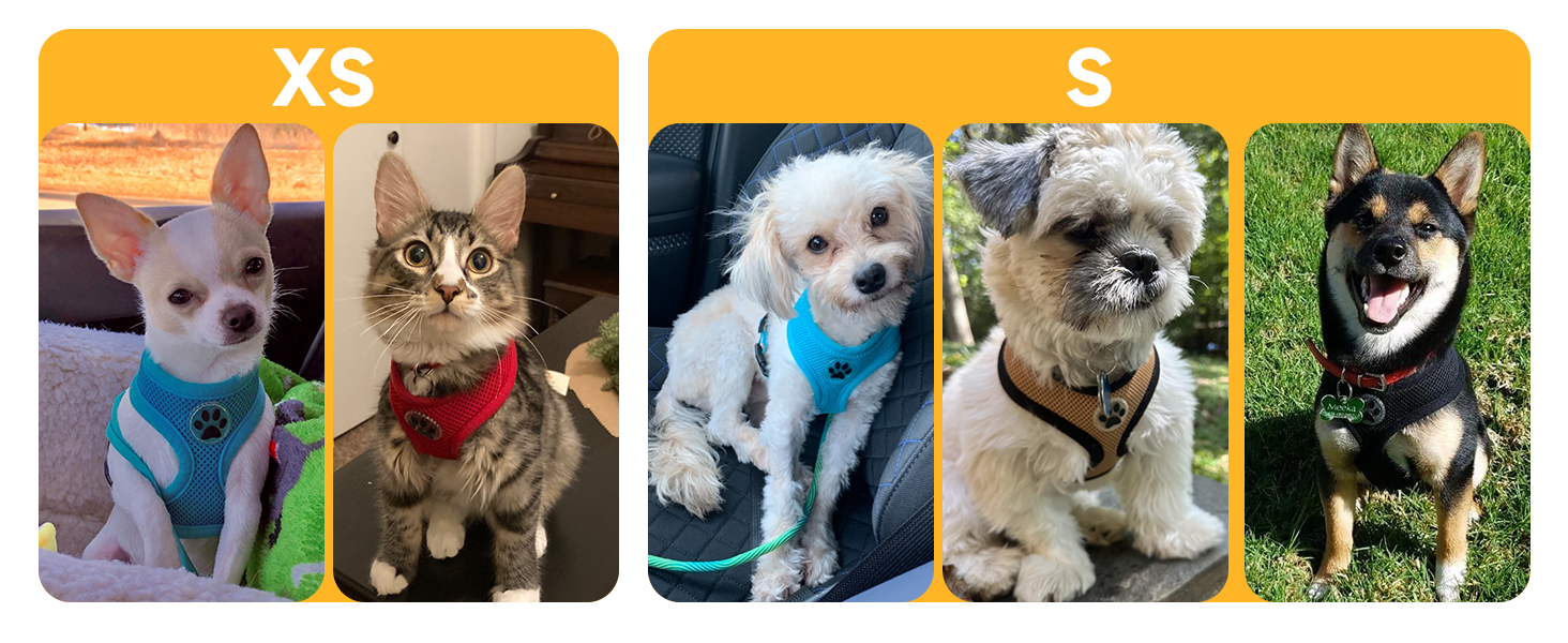 small dog harness