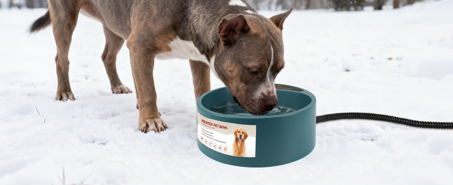 dog bowl