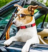 personalized dog collar