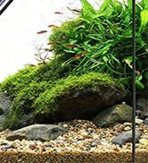 fish tank accessories