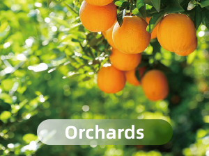 watering the orchards
