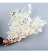 10 PCS Real Creamy White Flowers Silver Dollar Eucalyptus Stem for Vase, 15''-17'' Nature Fresh D...