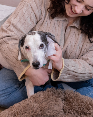 Dog having their ears cleaned by Pet Life Unlimited&amp;#39;s amazing Ear and Eye Grooming Wipes