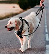 BARKBAY No Pull Dog Harness Large Reflective Dog Harness with Front Clip and Easy Control Handle ...