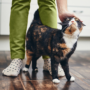 You and Pets Refreshed 