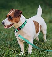 Taglory Reflective Dog Collar with Safety Locking Buckle, Adjustable Nylon Pet Collars for Small ...