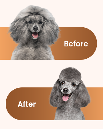 Dog Grooming Clippers