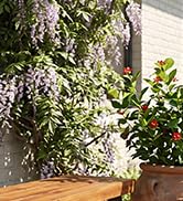 Giantex Acacia Wood Bnech, 3-Person Backless in/Outdoor Patio Dining Bench with Metal Legs for En...
