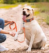 Dog collar for medium small large dogs reflective with leash ,Soft Neoprene Padded 2 Pack