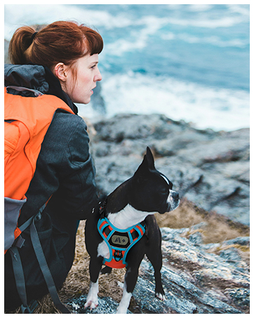 dog harness medium