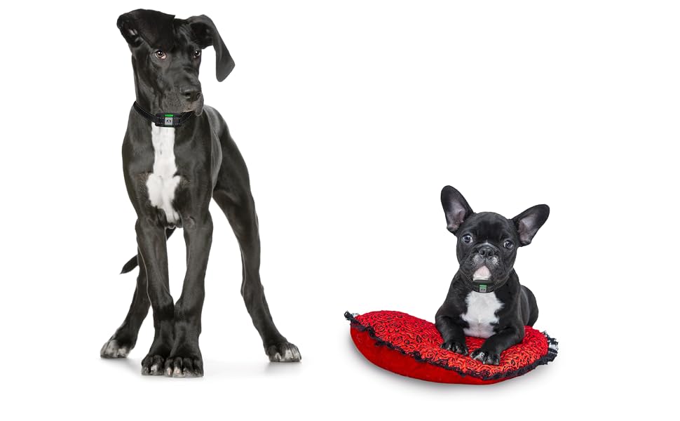 dog training collar dog shock collar for small dogs dog shock collar for large dog ecollar