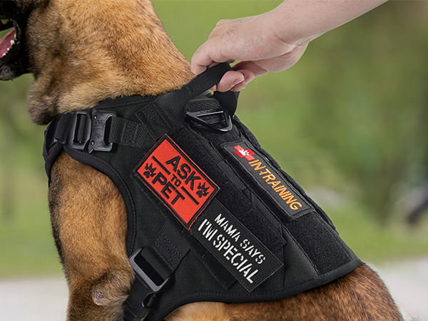 dog harness