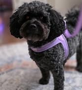 Dog Harness and Leash Set,Step in Small Sized Dog Harness,Soft Mesh,No-Chock,Reflective Adjustabl...