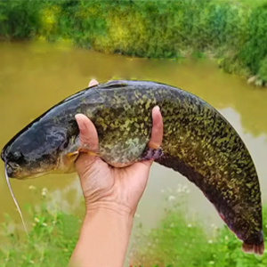 2catfish