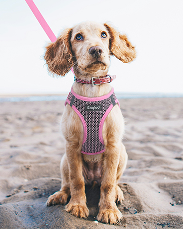 dog vest harness