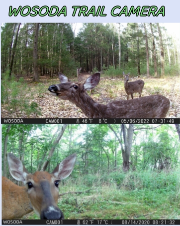 2 pack trail camera