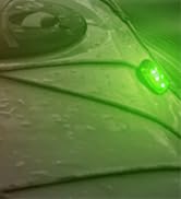 KayaLuma LED Kayak Lights