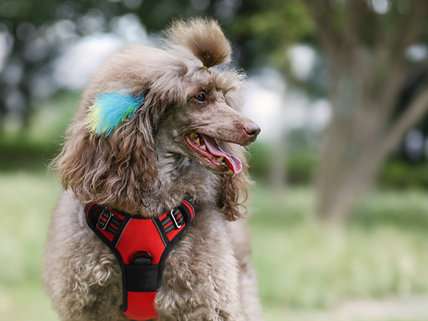 dog harness