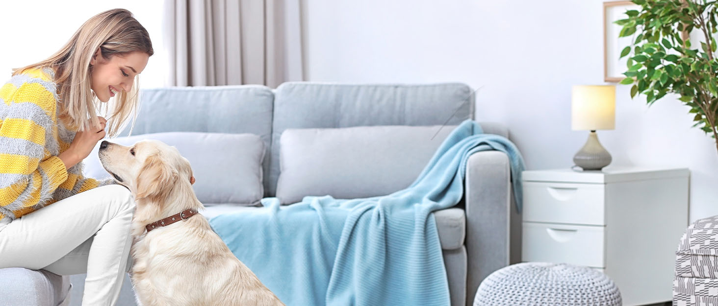 Dog Hair Dryer High Velocity Professional Dog Blow Dryer