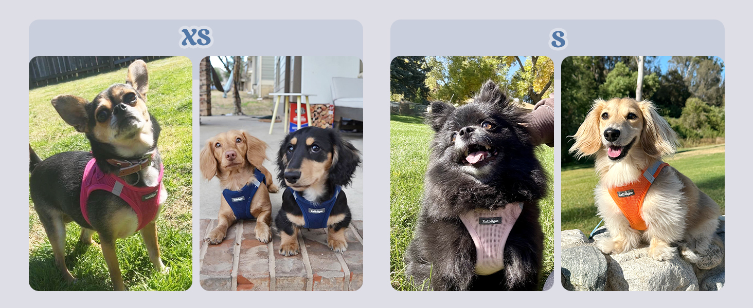 step in dog harness for small dogs XS S