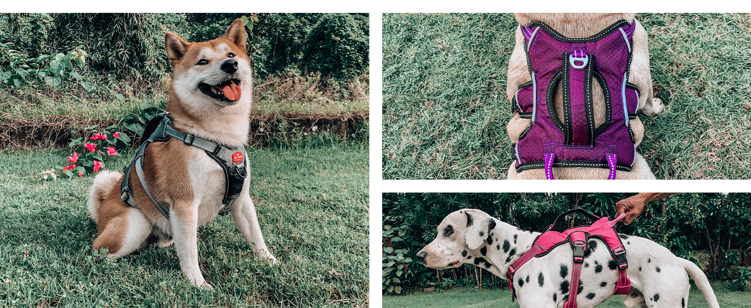 Tracker Harness
