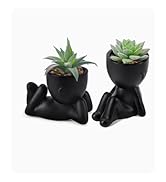 succulent plant