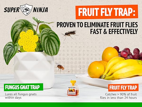 organic fly trap indoor use