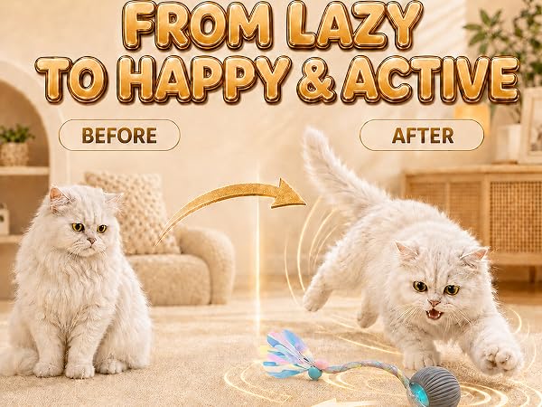 from lazy to happy and active indoor cat.