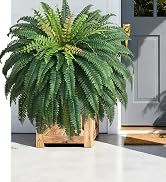 fake ferns