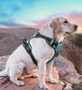 dog harness
