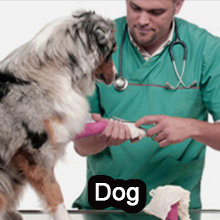 dog vet wrap