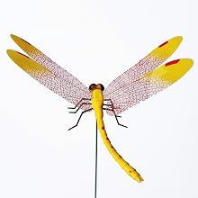 3D Dragonfly Clips