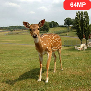 Young deer standing in a grassy field with trees in background. Red '64MP' indicator in top corner.