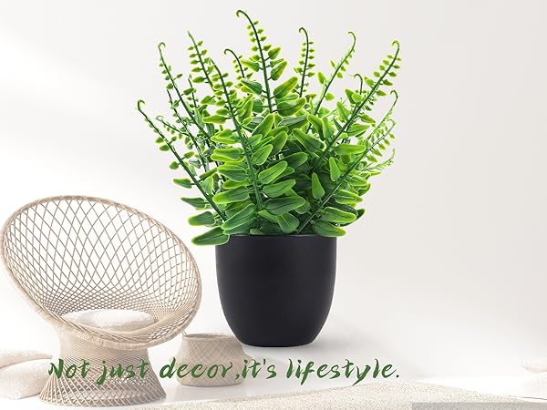 desk plant